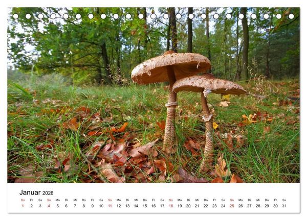 Produktbild: Heimische Pilze (Tischkalender 2026 DIN A5 quer), CALVENDO Monatskalender