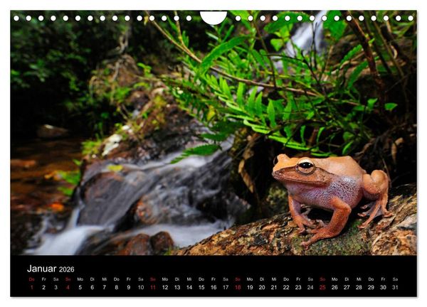 Produktbild: Fr&ouml;sche (Wandkalender 2026 DIN A4 quer), CALVENDO Monatskalender