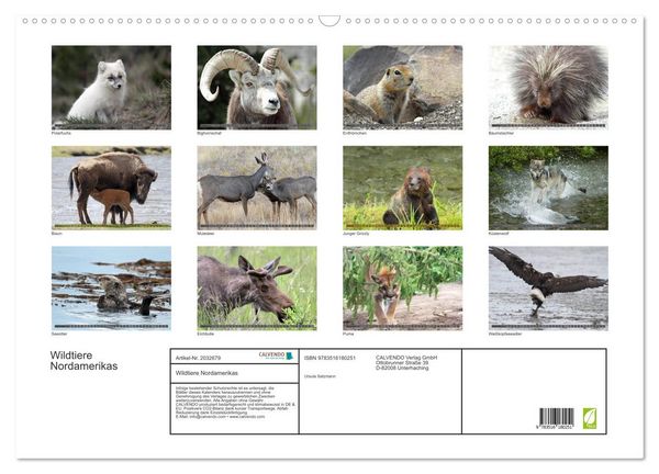 Produktbild: Wildtiere Nordamerikas (Wandkalender 2026 DIN A2 quer), CALVENDO Monatskalender