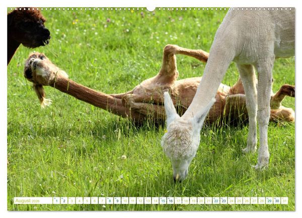 Produktbild: Unvergessliche Begegnungen mit Alpakas (hochwertiger Premium Wandkalender 2026 DIN A2 quer), Kunstdruck in Hochglanz