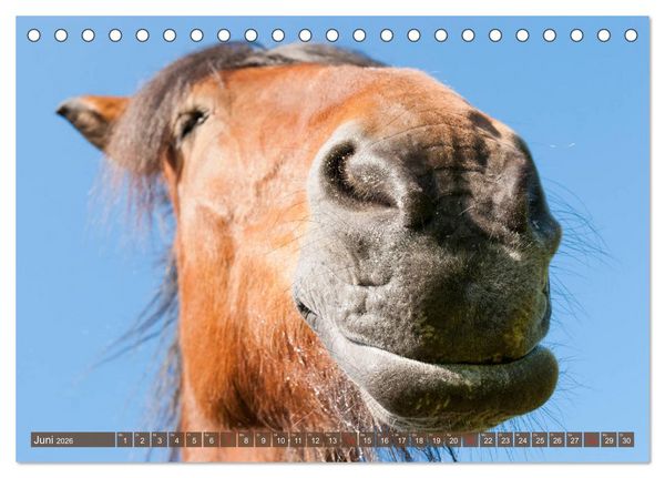 Produktbild: Das Lachen der Pferde - Lustige Gesichter (Tischkalender 2026 DIN A5 quer), CALVENDO Monatskalender