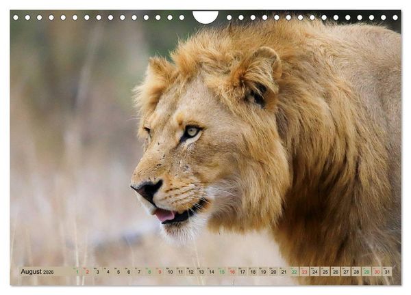 Produktbild: Katzen Afrikas (Wandkalender 2026 DIN A4 quer), CALVENDO Monatskalender