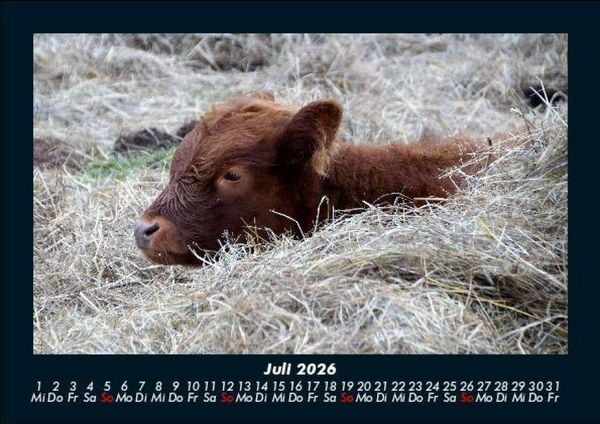 Produktbild: Kuhkalender 2026 Fotokalender DIN A5
