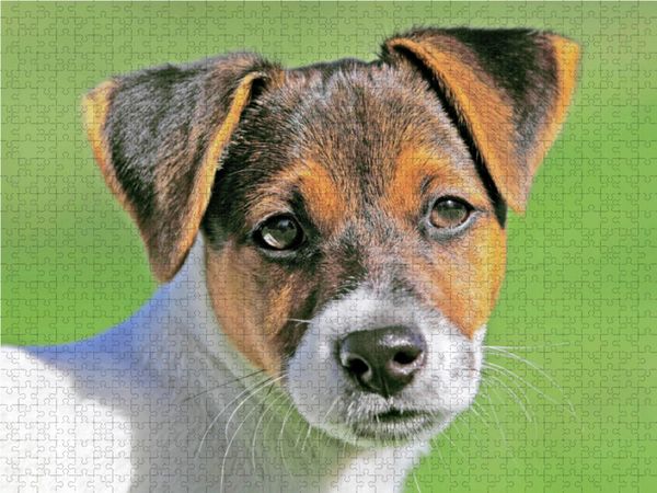 Produktbild: CALVENDO Puzzle Jack Russell Terrier Welpe schaut aufmerksam. | 1000 Teile Lege-Gr&ouml;&szlig;e 64x48cm Foto-Puzzle f&uuml;r gl&uuml;ckliche Stunden