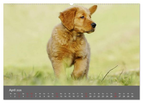 Produktbild: Chesley Kleiner Hund grosse Abenteuer (Wandkalender 2026 DIN A2 quer), CALVENDO Monatskalender