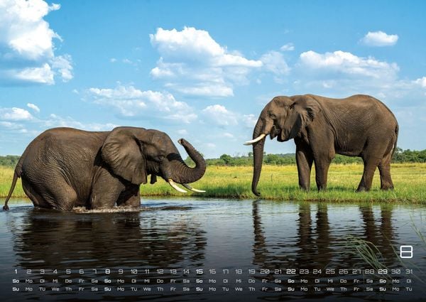 Produktbild: Afrikas Tierwelt - Der Tierkalender - 2027 - Kalender DIN A2