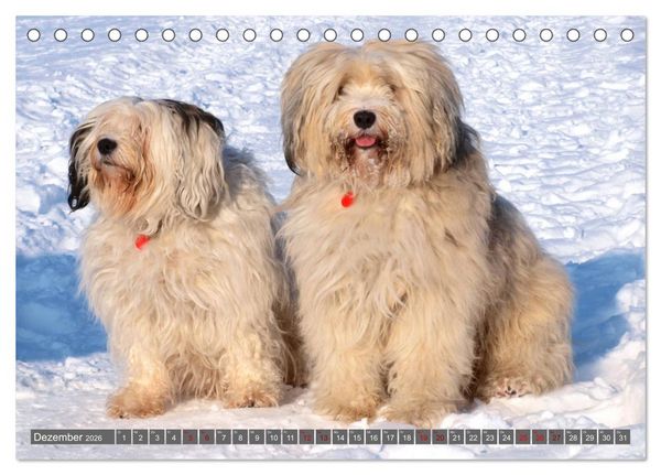 Produktbild: Tibet-Terrier - Eine Hunderasse mit Charakter (Tischkalender 2026 DIN A5 quer), CALVENDO Monatskalender