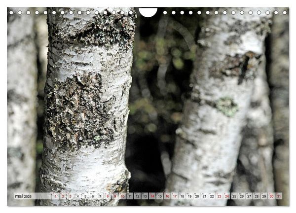 Produktbild: Au c&oelig;ur de la for&ecirc;t (Calendrier mural 2026 DIN A4 vertical), CALVENDO calendrier mensuel