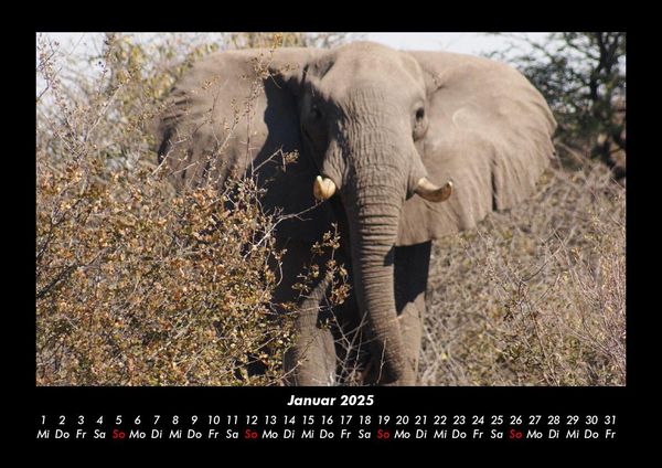 Produktbild: Elefanten - Die sanften Riesen Afrikas 2025 Fotokalender DIN A3