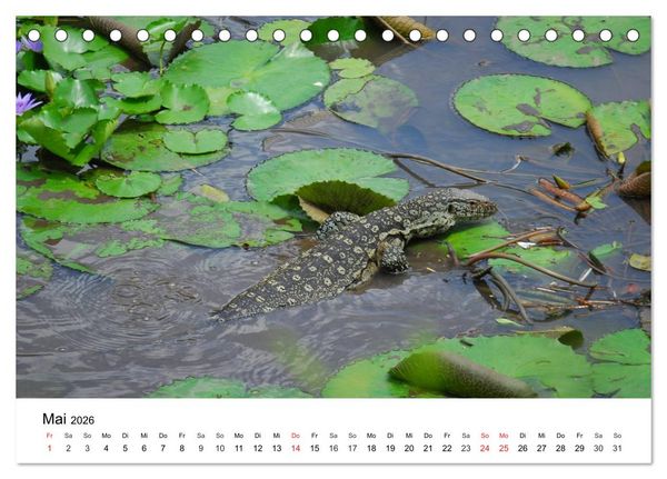 Produktbild: Faszination - Echsen (Tischkalender 2026 DIN A5 quer), CALVENDO Monatskalender
