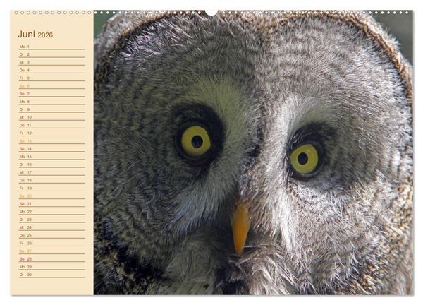 Produktbild: Eulen (Wandkalender 2026 DIN A2 quer), CALVENDO Monatskalender