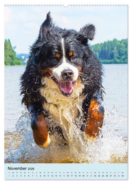 Produktbild: Berner Sennenhund - stark , sch&ouml;n und liebenswert (hochwertiger Premium Wandkalender 2026 DIN A2 hoch), Kunstdruck in Hochglanz