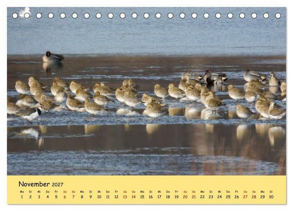 Produktbild: Faszination Zugv&ouml;gel - Rekorde in der Vogelwelt (Tischkalender 2027 DIN A5 quer), CALVENDO Monatskalender