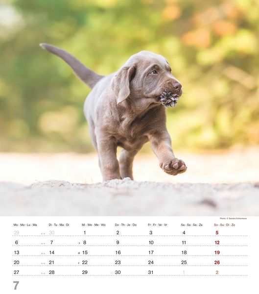 Produktbild: Niedliche Hundekinder 2026 - Wand-Kalender - Tier-Kalender - 30x34