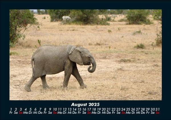 Produktbild: Der Elefantenkalender 2025 Fotokalender DIN A5