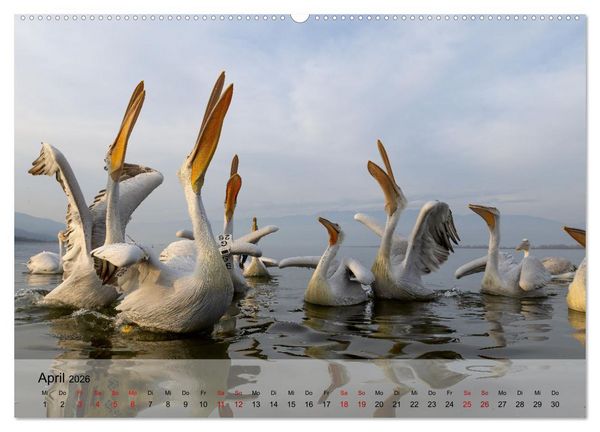 Produktbild: Krauskopfpelikane (hochwertiger Premium Wandkalender 2026 DIN A2 quer), Kunstdruck in Hochglanz
