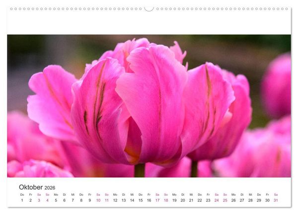 Produktbild: Zauberhafte Tulpen (Wandkalender 2026 DIN A2 quer), CALVENDO Monatskalender