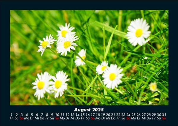 Produktbild: Blumentr&auml;ume 2025 Fotokalender DIN A5
