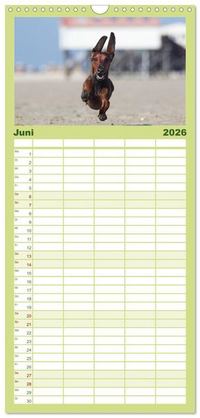 Produktbild: Familienplaner 2026 - DACKEL... wissen was sie wollen... (und was nicht...) mit 5 Spalten (Wandkalender, 21 x 45 cm) CALVENDO