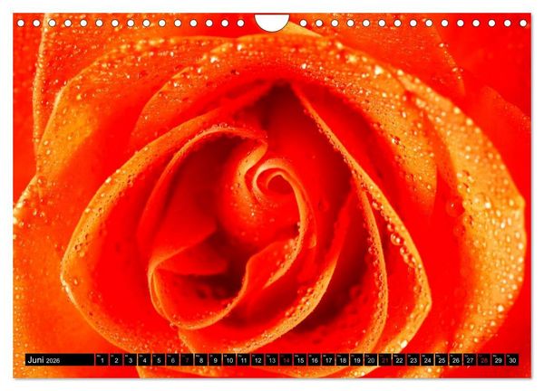 Produktbild: Rosen nat&uuml;rlich sch&ouml;n (Wandkalender 2026 DIN A4 quer), CALVENDO Monatskalender