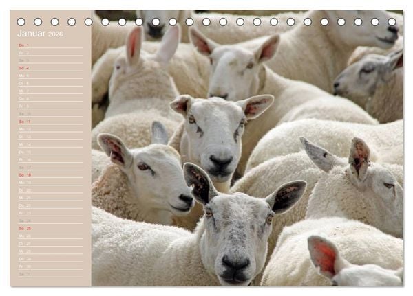 Produktbild: Schafe / Geburtstagskalender (Tischkalender 2026 DIN A5 quer), CALVENDO Monatskalender