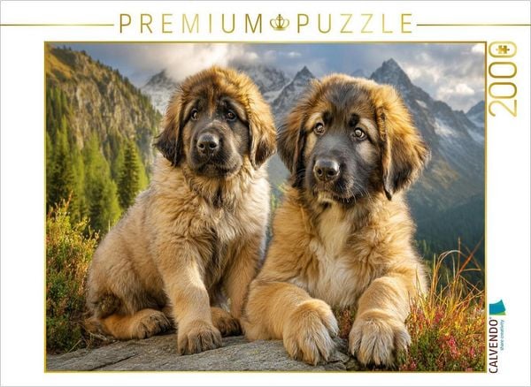 CALVENDO Puzzle Süße Leonberger Welpen | 2000 Teile Lege-Größe 90x67cm Foto-Puzzle für glückliche Stunden
