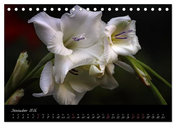 Produktbild: Soul-Jazz - Visuelle Musik der Blumen (Tischkalender 2026 DIN A5 quer), CALVENDO Monatskalender