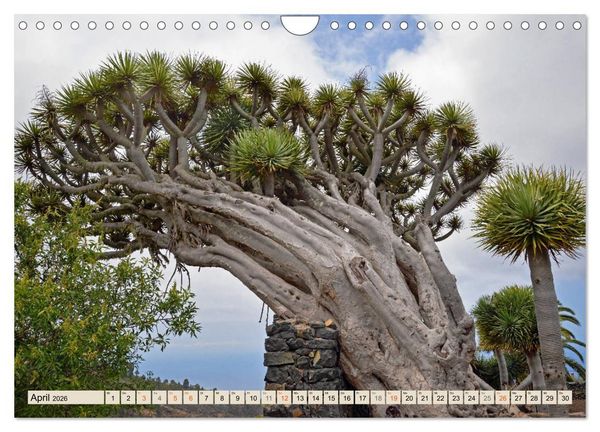 Produktbild: Magic Moments - LA PALMA (Wandkalender 2026 DIN A4 quer), CALVENDO Monatskalender