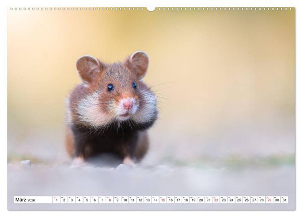 Produktbild: Herzige Feldhamster - farbenfrohe Nagetiere im st&auml;dtischen Lebensraum (hochwertiger Premium Wandkalender 2026 DIN A2 quer), Kunstdruck in Hochglanz