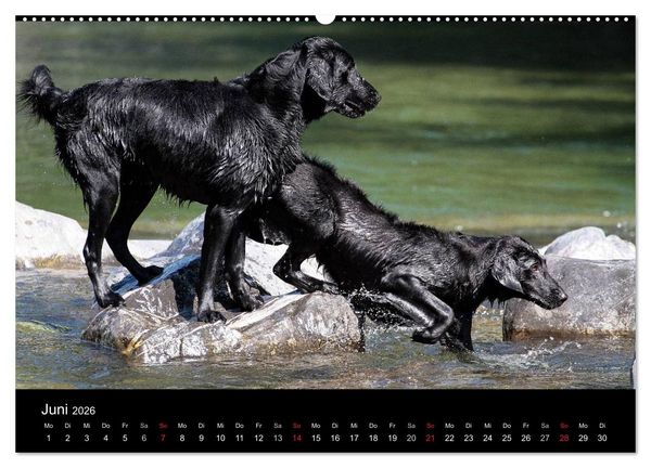 Produktbild: Flatcoated Retriever (Wandkalender 2026 DIN A2 quer), CALVENDO Monatskalender