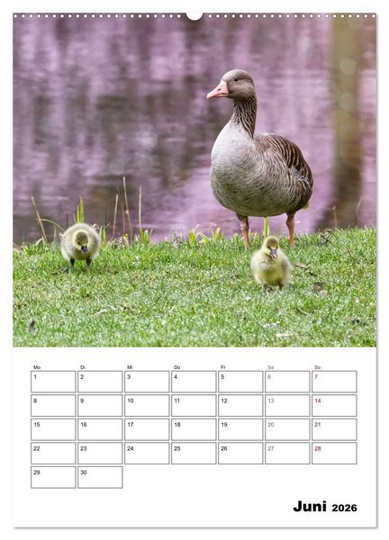 Produktbild: G&auml;nse, geliebte Wasserv&ouml;gel (Wandkalender 2026 DIN A2 hoch), CALVENDO Monatskalender