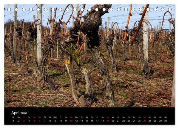 Produktbild: Das Jahr im Weinberg (Tischkalender 2026 DIN A5 quer), CALVENDO Monatskalender
