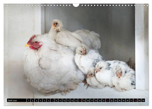 Produktbild: H&uuml;hner in meinem Garten (Wandkalender 2026 DIN A3 quer), CALVENDO Monatskalender