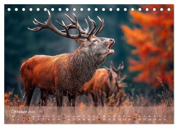Produktbild: Jagd und Natur - Kalender f&uuml;r J&auml;ger mit Wildtieren Deutschlands im Jahreslauf (Tischkalender 2026 DIN A5 quer), CALVENDO Monatskalender