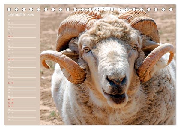 Produktbild: Schafe / Geburtstagskalender (Tischkalender 2026 DIN A5 quer), CALVENDO Monatskalender