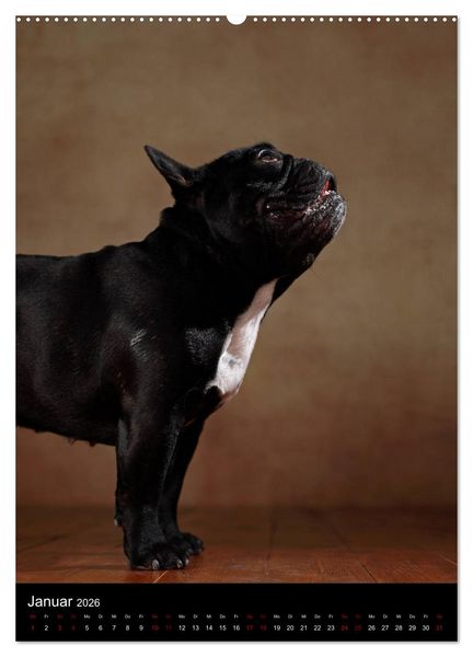 Produktbild: Bullys mit Charme - Franz&ouml;sische Bulldoggen im Portrait (hochwertiger Premium Wandkalender 2026 DIN A2 hoch), Kunstdruck in Hochglanz