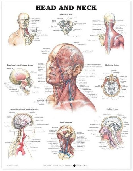 Produktbild: Head and Neck Anatomical Chart