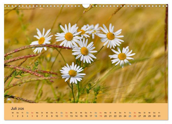 Produktbild: Wildblumen 2026 (Wandkalender 2026 DIN A3 quer), CALVENDO Monatskalender