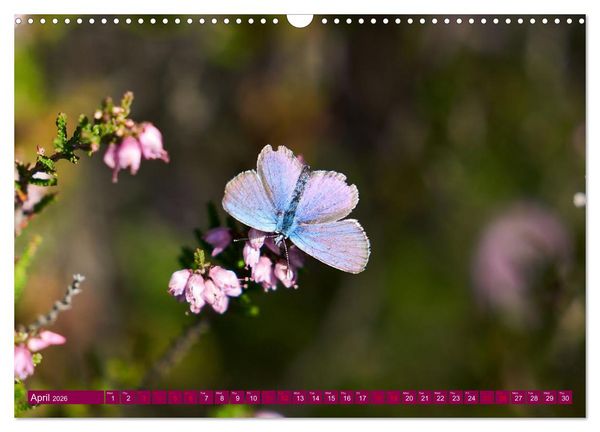 Produktbild: Just lovely - the power of pink heather blossom beauty (Wall Calendar 2026 DIN A3 landscape), CALVENDO 12 Month Wall Calendar