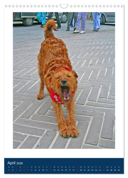 Produktbild: Kelly - Ein Irish Terrier macht Urlaub (Wandkalender 2026 DIN A3 hoch), CALVENDO Monatskalender