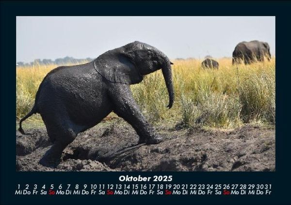 Produktbild: Elefanten - Die sanften Riesen Afrikas 2025 Fotokalender DIN A5