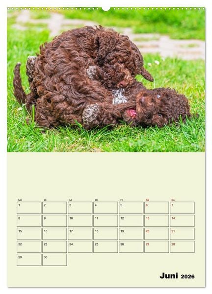 Produktbild: Lagotto Romagnolo - Der Tr&uuml;ffelhund Italiens - Planer (hochwertiger Premium Wandkalender 2026 DIN A2 hoch), Kunstdruck in Hochglanz