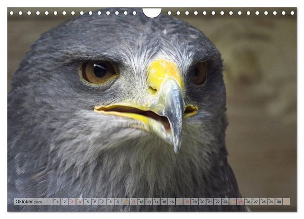 Produktbild: Majest&auml;tische Greifv&ouml;gel (Wandkalender 2026 DIN A4 quer), CALVENDO Monatskalender
