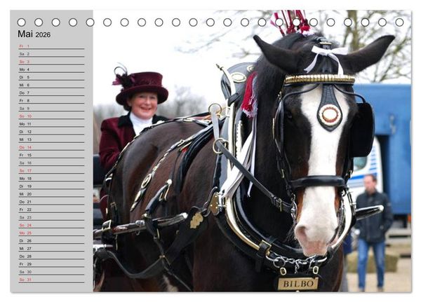 Produktbild: Das Shire Horse. Impressionen (Tischkalender 2026 DIN A5 quer), CALVENDO Monatskalender