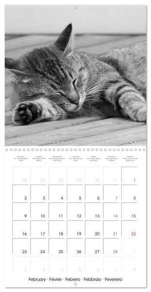 Produktbild: Black and white cat whispers (Wall Calendar 2026 12 &times; 12 Inch) CALVENDO 12 Month Wall Calendar