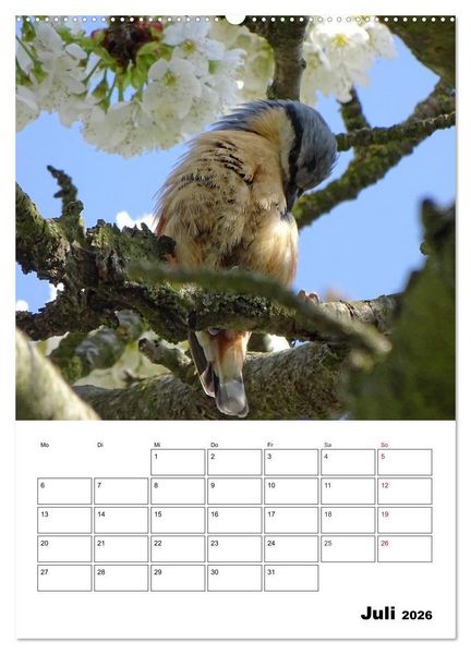 Produktbild: Amsel, Drossel, Fink und Star - beobachtet (Wandkalender 2026 DIN A2 hoch), CALVENDO Monatskalender