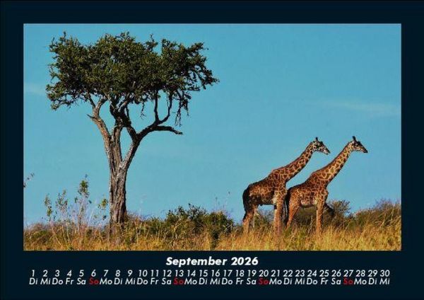 Produktbild: Giraffen 2026 Fotokalender DIN A5
