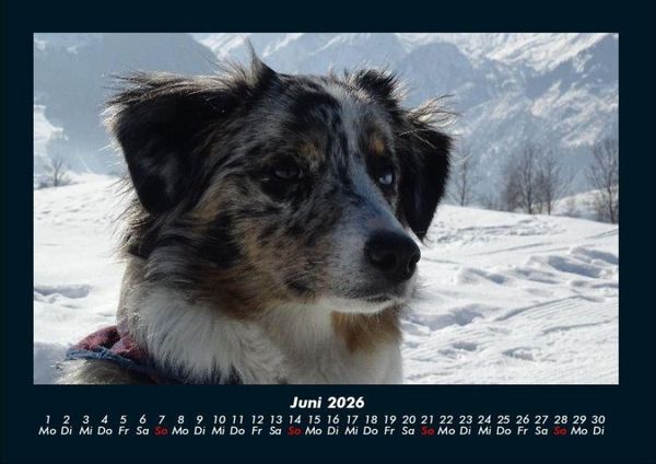 Produktbild: Hunde 2026 Fotokalender DIN A4