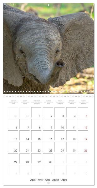 Produktbild: Animals are watching you (Wall Calendar 2026 12 &times; 12 Inch) CALVENDO 12 Month Wall Calendar