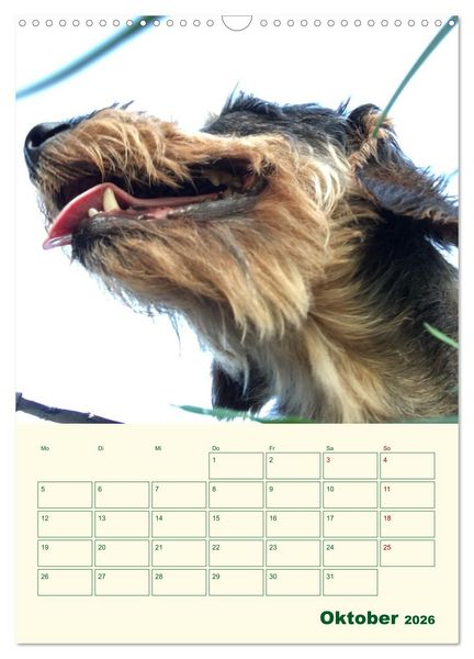 Produktbild: Schorschi &ndash; Ein Jahr mit dem bayrischen Rauhhaardackel (Wandkalender 2026 DIN A3 hoch), CALVENDO Monatskalender